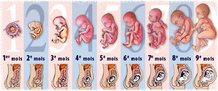 40 semaines ou 9 mois: l'évolution du fœtus